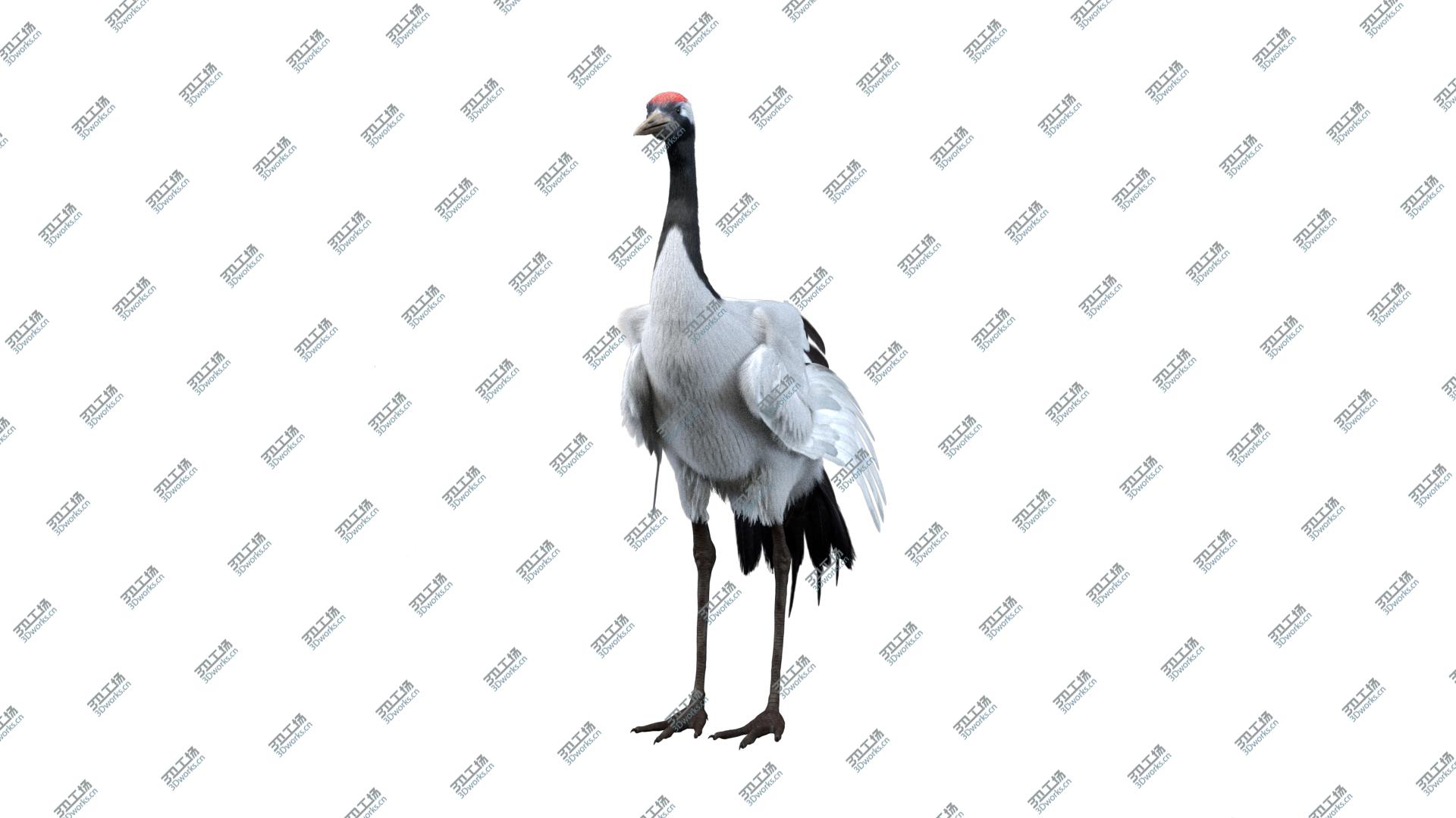 images/goods_img/20210319/Red-crowned Crane Fur Animated Rigged model/4.jpg